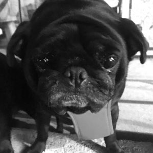 Meet your Posher, Edward